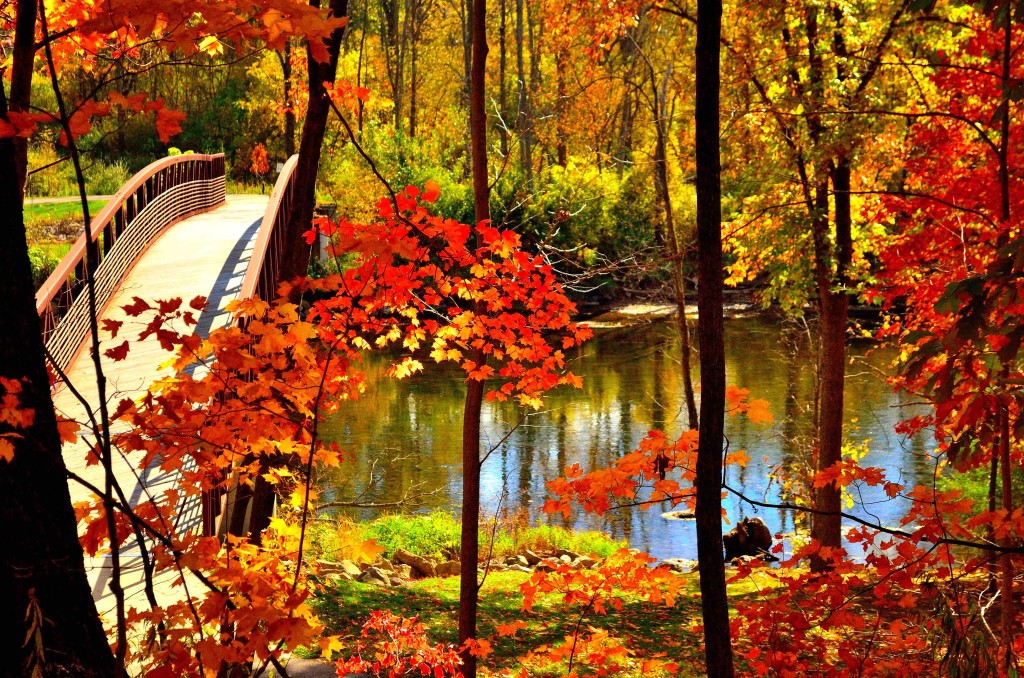 Flint River in Fall